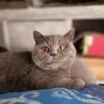 Gros plan d'un chat British Shorthair gris aux yeux orange intenses, allongé calmement sur un coussin bleu à motifs.
