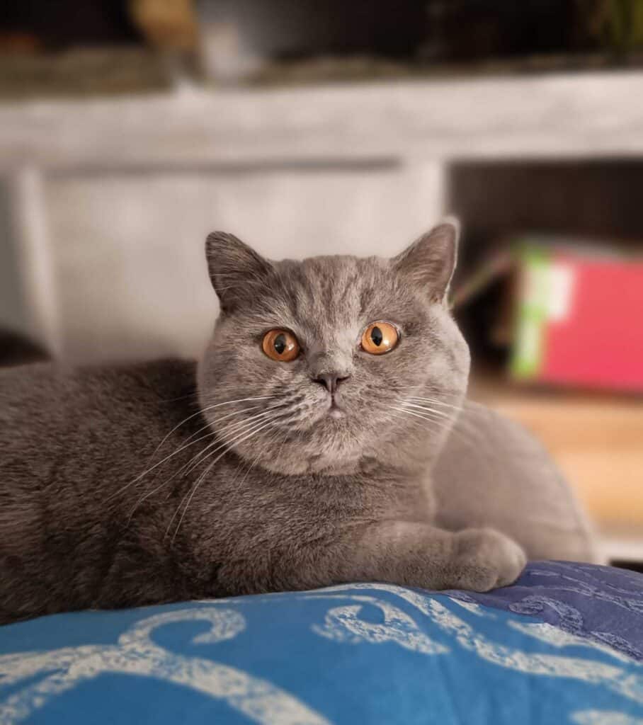 Gros plan d'un chat British Shorthair gris aux yeux orange intenses, allongé calmement sur un coussin bleu à motifs.