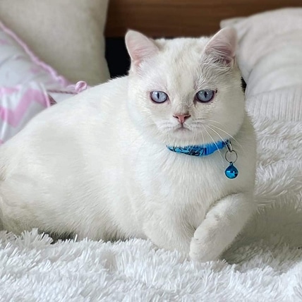 Chat blanc aux yeux bleus avec collier bleu et clochette, couché sur couverture blanche duveteuse.