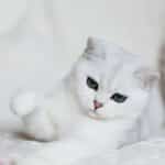 Chat blanc aux yeux verts émeraude, patte levée, couché sur un fond clair. Son pelage immaculé contraste avec ses yeux.