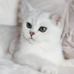 Chat blanc aux yeux verts intenses couché sur un lit clair, regard serein et pelage doux.