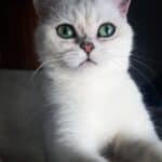 Chat blanc aux yeux verts intenses regardant attentivement. Son pelage clair contraste avec un arrière-plan sombre.