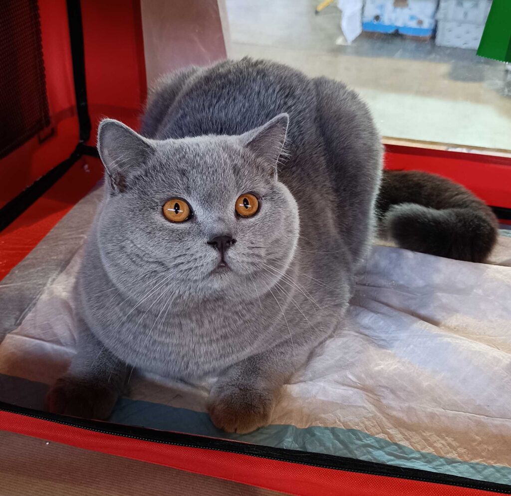 Chat British Shorthair bleu aux grands yeux orange vif, assis calmement dans une cage de transport rouge, regard curieux.