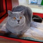 Chat British Shorthair bleu aux grands yeux orange vif, assis calmement dans une cage de transport rouge, regard curieux.