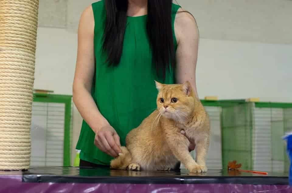 Un chat British Shorthair doré est caressé par une femme en vert sur une table, lors d'un événement félin avec cages et griffoir.