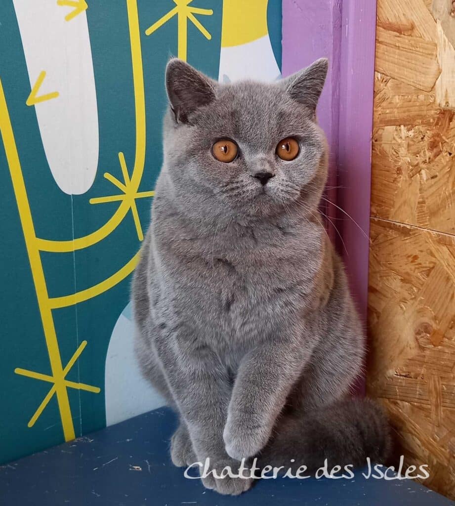 Chat British Shorthair gris aux yeux oranges, regard intense, assis devant un fond abstrait coloré et texture bois. Texte : Chatterie des Jscles.
