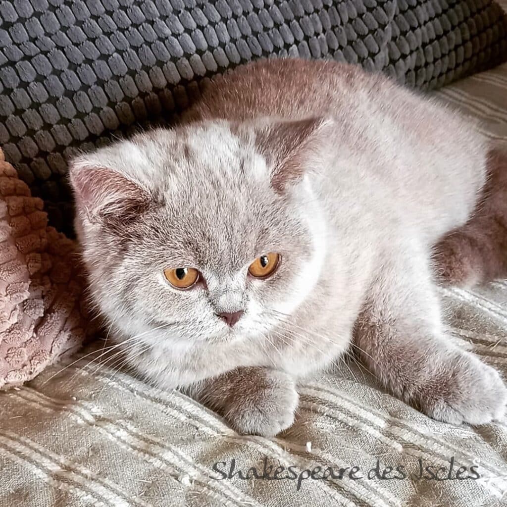 Chat British Shorthair lilas aux yeux ambre, allongé calmement sur une couverture rayée. Shakespeare des Isles.