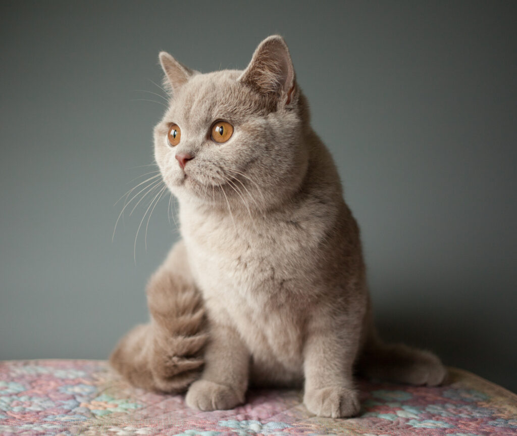 Chaton British Shorthair aux yeux or, couleur lilas/fauve, assis calmement sur une couverture colorée devant un mur gris.