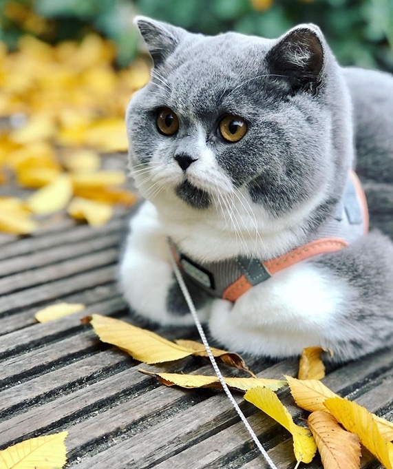 Chat gris et blanc en harnais, assis tristement sur un banc en bois parsemé de feuilles jaunes d'automne.