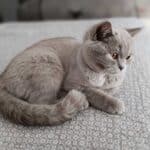 Chat gris aux yeux ambre, allongé sur une couverture grise à motifs blancs, regardant sur le côté. Son pelage est doux et soyeux.