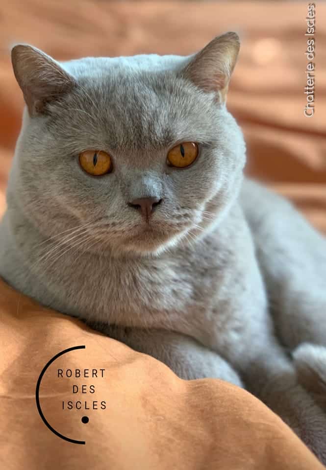 Superbe chat gris-bleu aux yeux ambrés, couché calmement sur tissu orange. Textes : Chatterie des Iscles, ROBERT DES ISCLES.