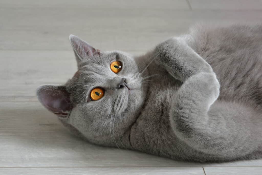 Chat gris aux yeux orange vif, couché sur le côté, regardant vers le haut, l'air détendu sur un parquet clair.