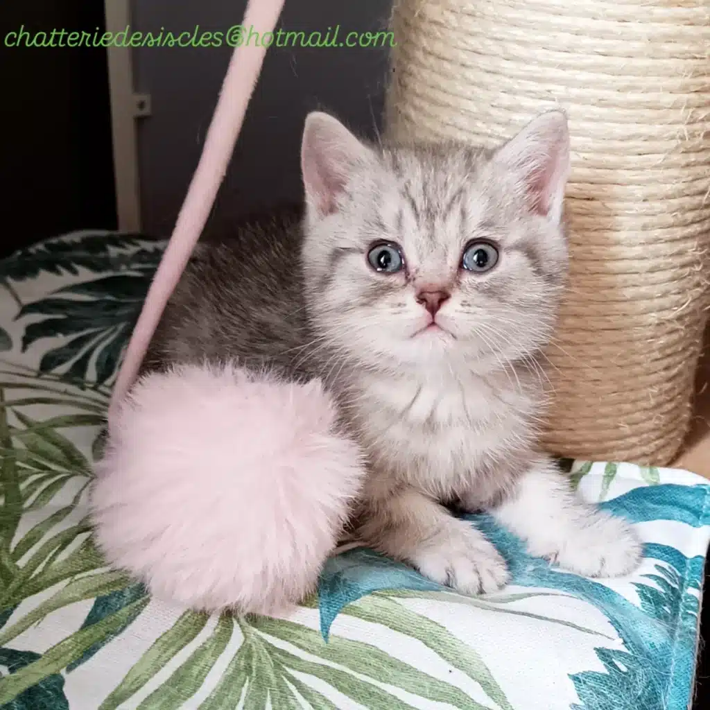 Chaton gris tabby aux yeux bleus, assis, jouant avec une balle rose. Contact: chatteriedesiscles@hotmail.com