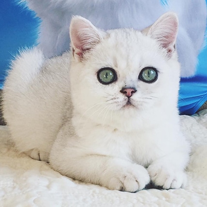 Chaton blanc fluffy aux grands yeux verts lumineux couché sur une surface blanche.