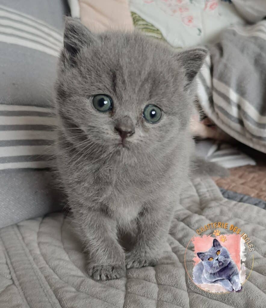 Adorable chaton bleu russe aux yeux bleus Chaton gris aux yeux bleus intenses, assis sur un plaid. Texte: CHATTERIE DES ISOLES.