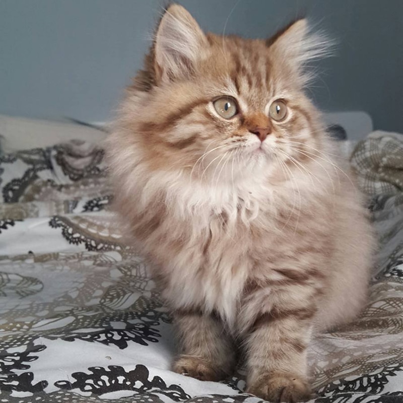 Chaton fluffy tigré roux et beige assis sur un lit, regardant attentivement. Poils longs.