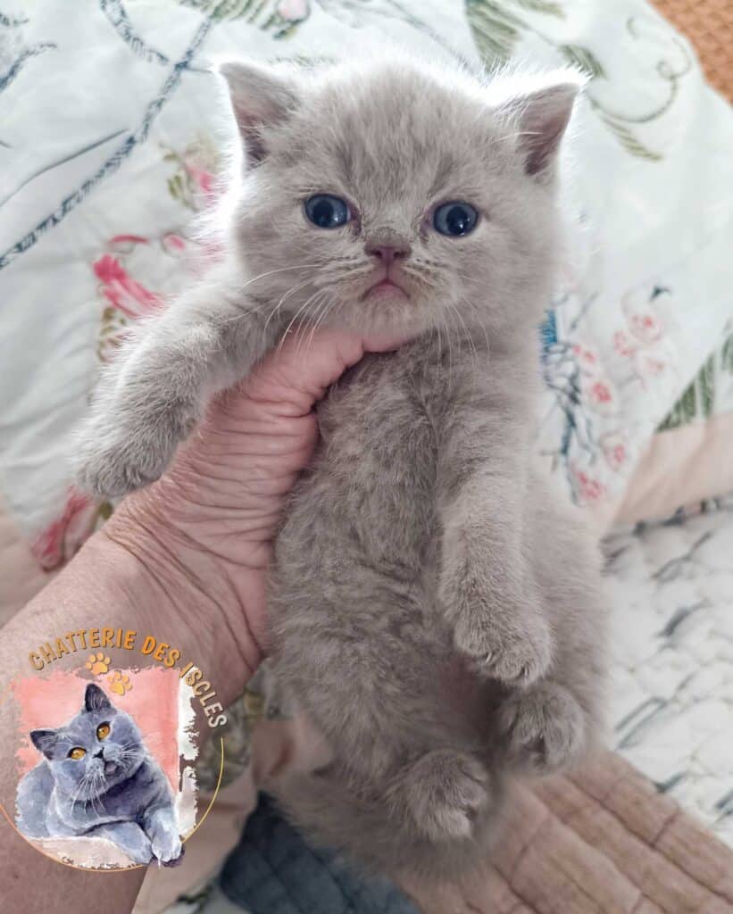 Adorable chaton gris aux yeux bleus tenu dans une main. Présence du logo Chatterie des Iscles avec un chat.