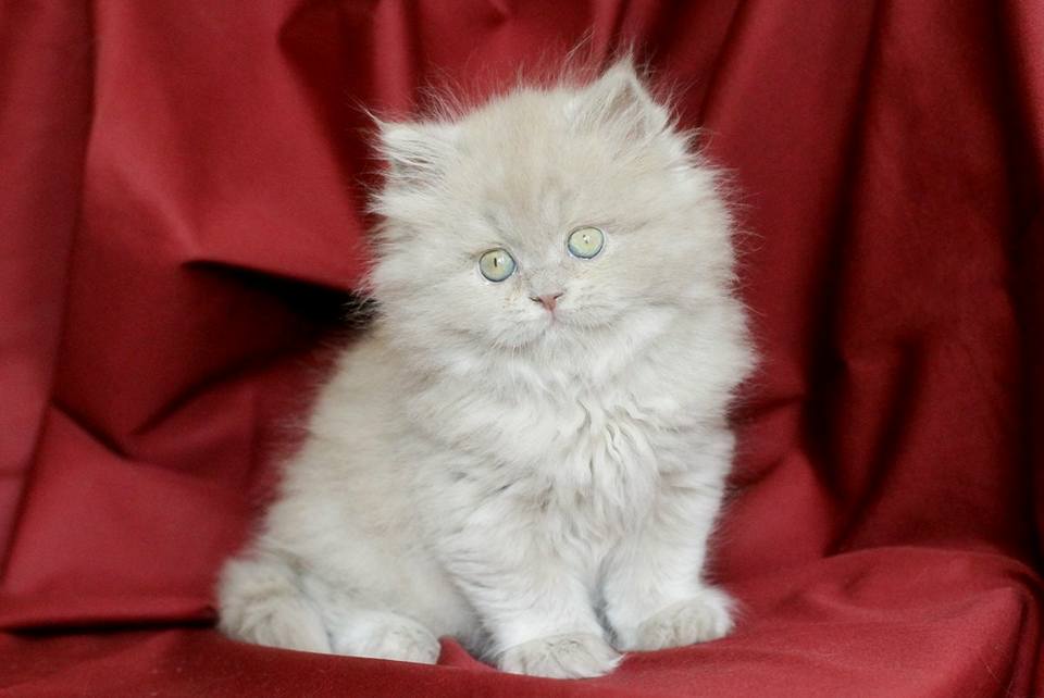 Moelleux chaton crème aux yeux turquoise, assis sur un fond drapé rouge. Son regard est doux et curieux.
