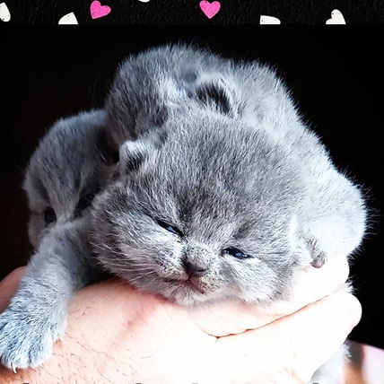 Deux adorables chatons gris endormis sont délicatement tenus dans une main. Des cœurs roses et blancs décorent le haut.