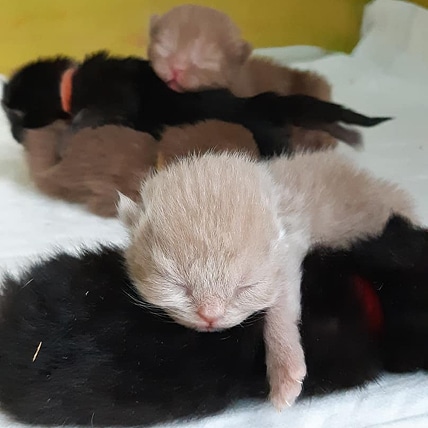 Groupe de chatons nouveau-nés noirs et beiges dormant paisiblement, certains portant de petits colliers.