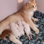 Mère chatte dorée allaite ses six chatons nouveau-nés, dont un roux, sur une couverture bleue à motifs. Elle veille sur eux.